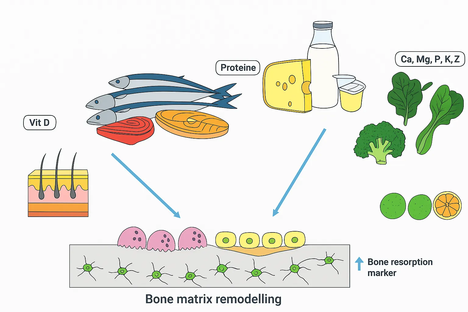 Infografica che mostra come diversi nutrienti supportano il rimodellamento osseo. A sinistra il sole e la pelle rappresentano la vitamina D. Al centro alimenti ricchi di proteine come pesce, carne e formaggio. In alto a destra latticini e verdure a foglia verde forniscono calcio, magnesio, fosforo, potassio e zinco. Agrumi e verdure verdi apportano vitamine C, K e B. Le frecce indicano che questi nutrienti stimolano il rimodellamento della matrice ossea e la proliferazione degli osteoblasti, mentre riducono i marker di riassorbimento osseo